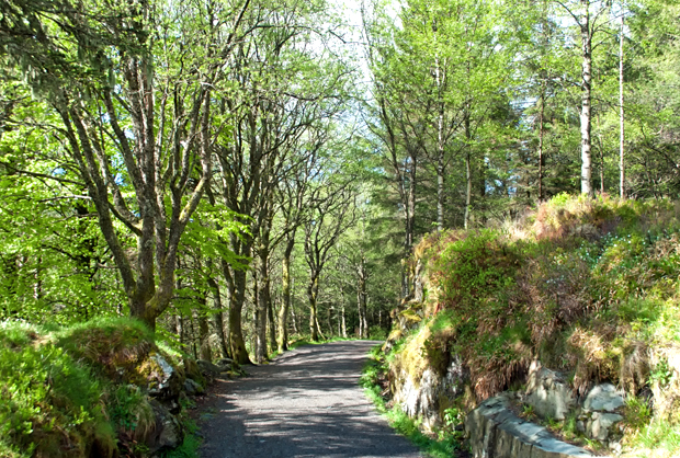 Forest walk from Mount Fløyen in Bergen, Norway